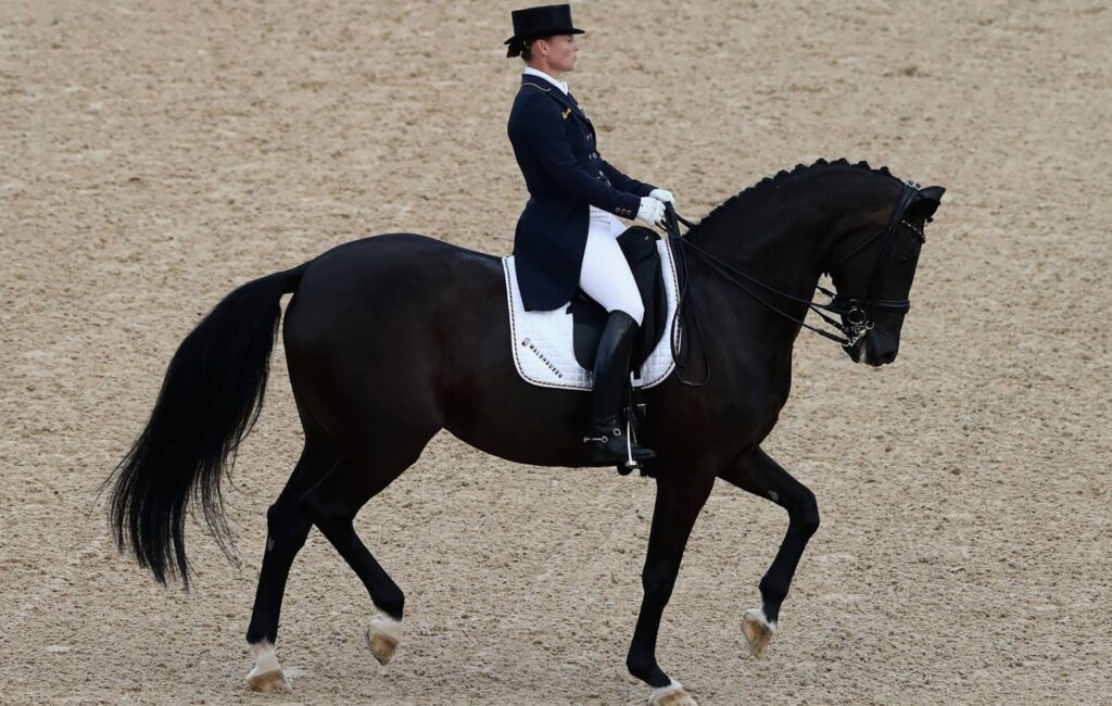 Dressage - Horse-riding sports history how many sports are there?